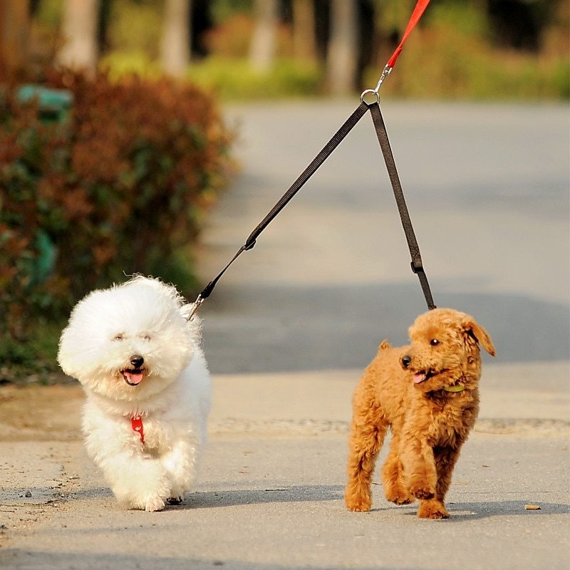 Double Dog Leash Coupler β Twin Lead for Walking
