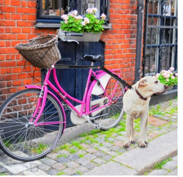 Bicycle Dog Leash – Detachable Hands-Free Pet Walking Chain