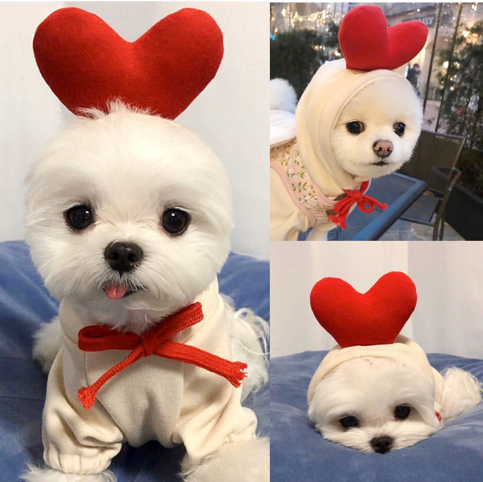 Cute Fruit Fleece Dog Hoodie