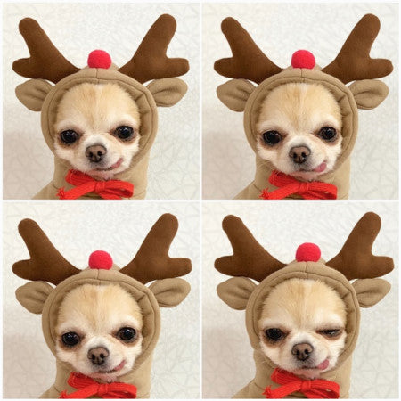 Cute Fruit Fleece Dog Hoodie