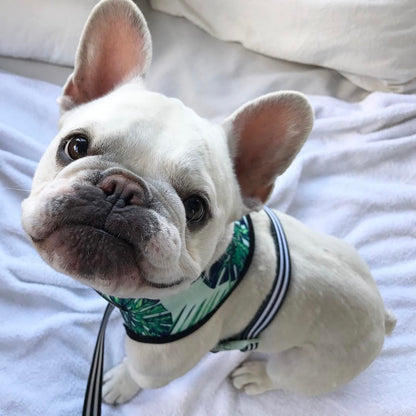Small dog pet harness